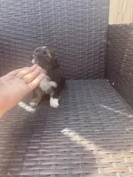 Max, a male Shih Tzu for sale in Visalia, CA – Photo 2 of 3