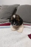 Max, a male Shih Tzu for sale in Visalia, CA – Photo 1 of 3