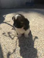 Max, a male Shih Tzu for sale in Visalia, CA – Photo 3 of 3