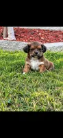 Parker, a male Shih Tzu for sale in Visalia, CA – 1 of 1