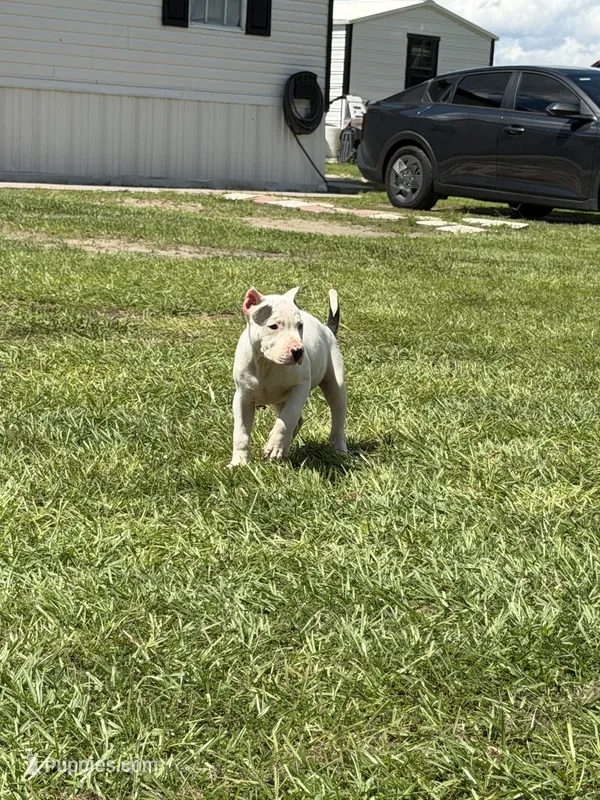 Lobo – American Pit Bull Terrier puppy for sale in Haines City, FL