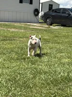 Lobo, a male American Pit Bull Terrier for sale in Haines City, FL – 2 of 3