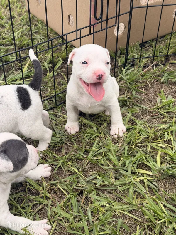 Girl 4  – American Pit Bull Terrier puppy for sale in Haines City, FL