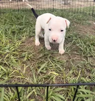 Boy 1, a male American Pit Bull Terrier for sale in Haines City, FL – 2 of 3