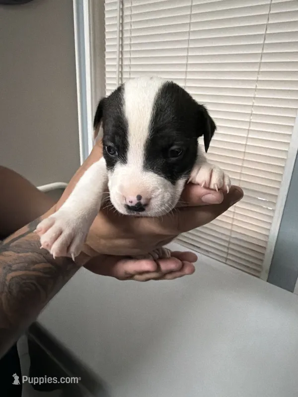 Girl 1 – American Pit Bull Terrier puppy for sale in Haines City, FL