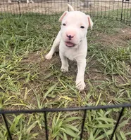 Boy 1, a male American Pit Bull Terrier for sale in Haines City, FL – 3 of 3