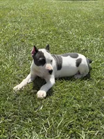 Diamond , a female American Pit Bull Terrier for sale in Haines City, FL – 2 of 3