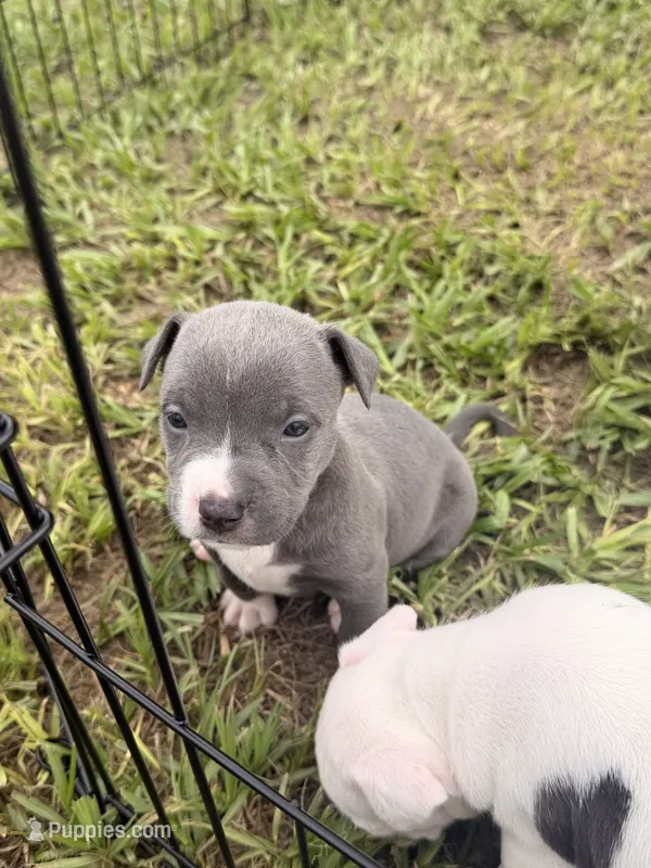 Girl 7  – American Pit Bull Terrier puppy for sale in Haines City, FL