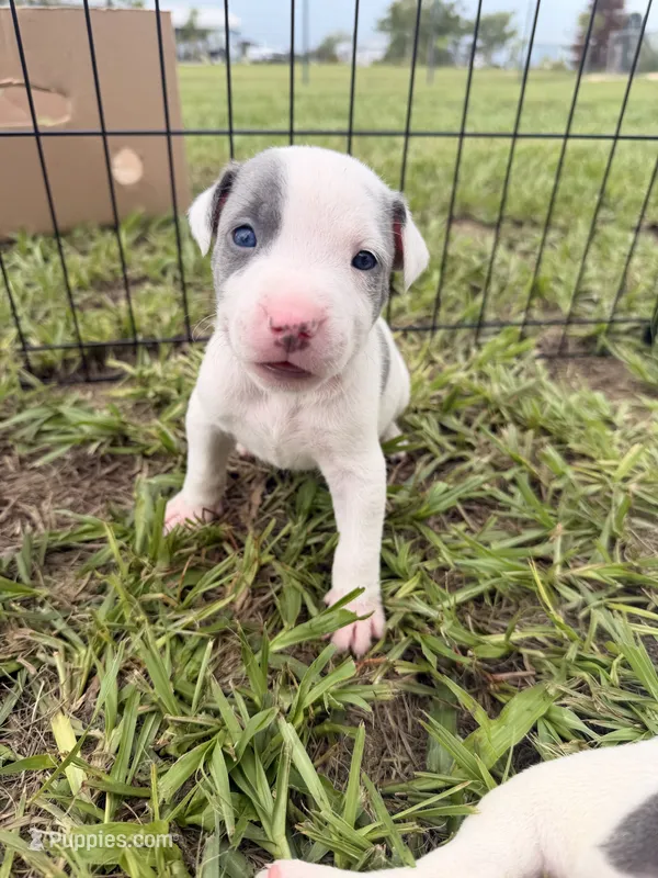 Girl 5  – American Pit Bull Terrier puppy for sale in Haines City, FL