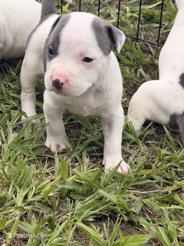 Girl 3  – American Pit Bull Terrier puppy for sale in Haines City, FL