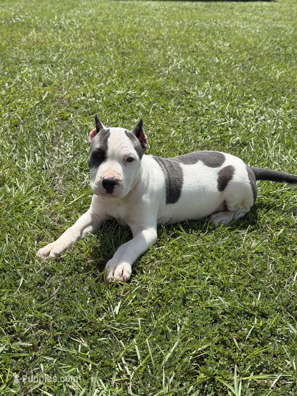 Diamond  – American Pit Bull Terrier puppy for sale in Haines City, FL