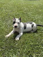 Diamond , a female American Pit Bull Terrier for sale in Haines City, FL – 1 of 3