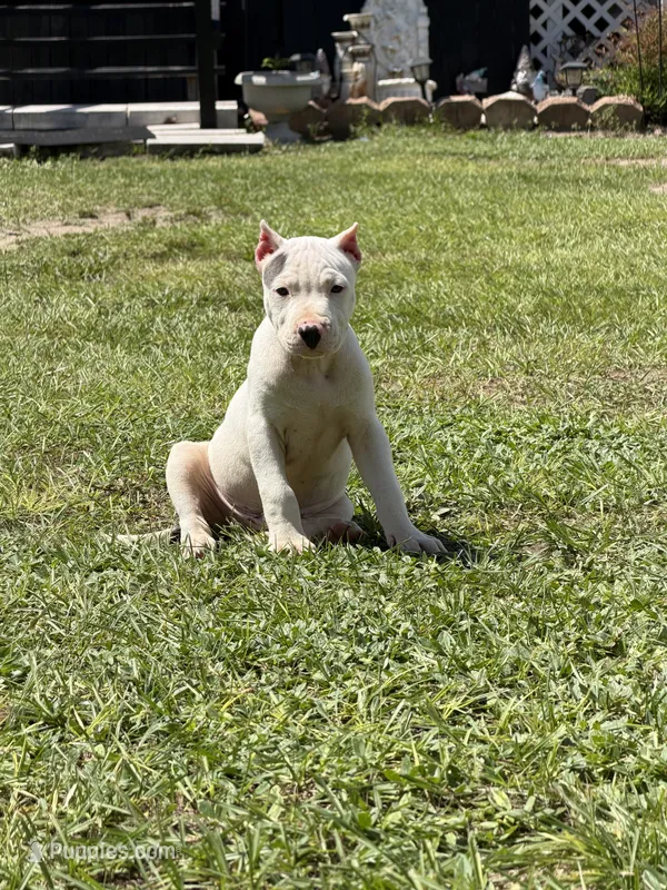 Lobo – American Pit Bull Terrier puppy for sale in Haines City, FL