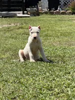 Lobo, a male American Pit Bull Terrier for sale in Haines City, FL – 1 of 3