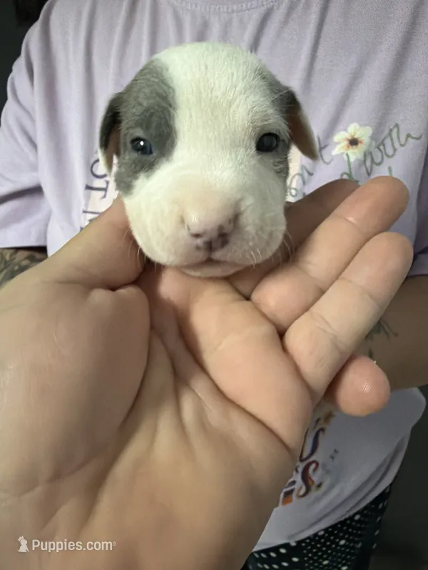 Girl 5  – American Pit Bull Terrier puppy for sale in Haines City, FL