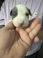 Girl 5 , a female American Pit Bull Terrier for sale in Haines City, FL – 1 of 2