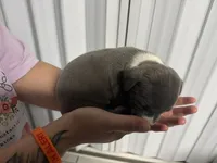 Girl 7 , a female American Pit Bull Terrier for sale in Haines City, FL – 2 of 2