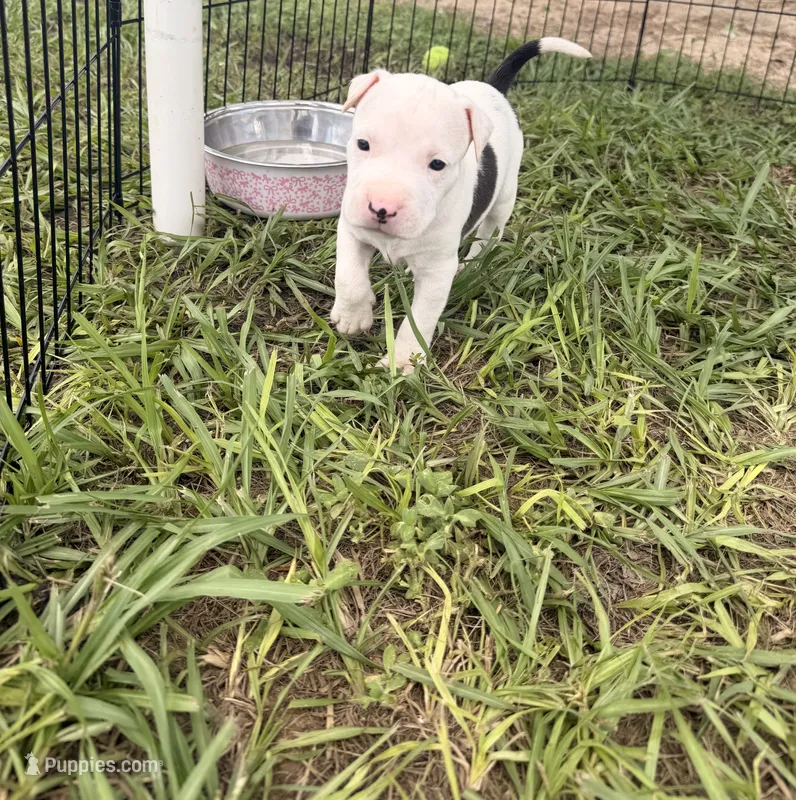 Boy 1 – American Pit Bull Terrier puppy for sale in Haines City, FL