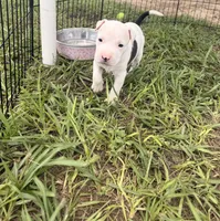 Boy 1, a male American Pit Bull Terrier for sale in Haines City, FL – 1 of 3
