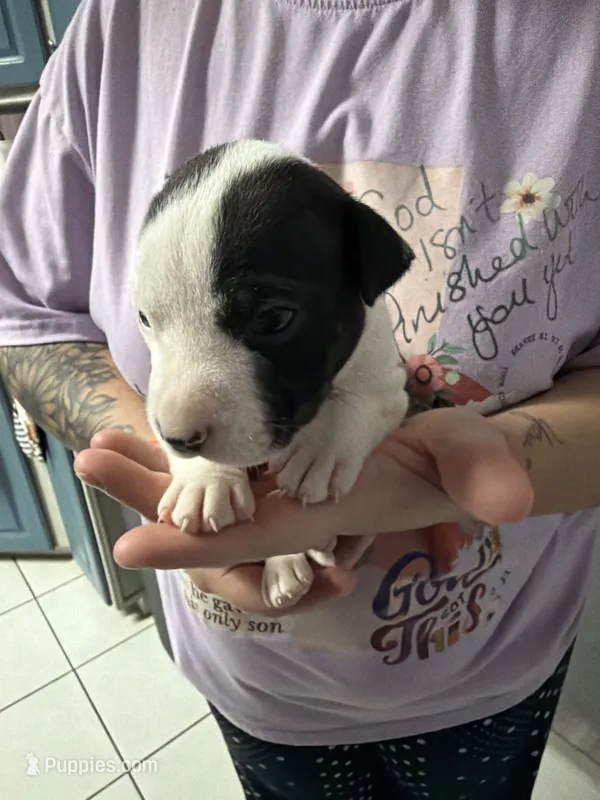 Girl 2  – American Pit Bull Terrier puppy for sale in Haines City, FL