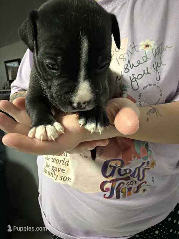 Girl 6  – American Pit Bull Terrier puppy for sale in Haines City, FL