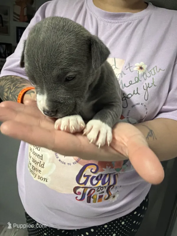 Girl 7  – American Pit Bull Terrier puppy for sale in Haines City, FL