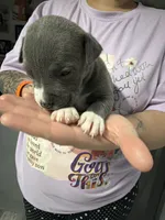 Girl 7 , a female American Pit Bull Terrier for sale in Haines City, FL – 1 of 2