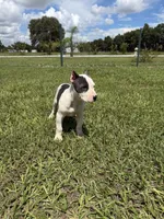 Diamond , a female American Pit Bull Terrier for sale in Haines City, FL – 3 of 3