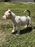 Lobo, a male American Pit Bull Terrier for sale in Haines City, FL – 3 of 3
