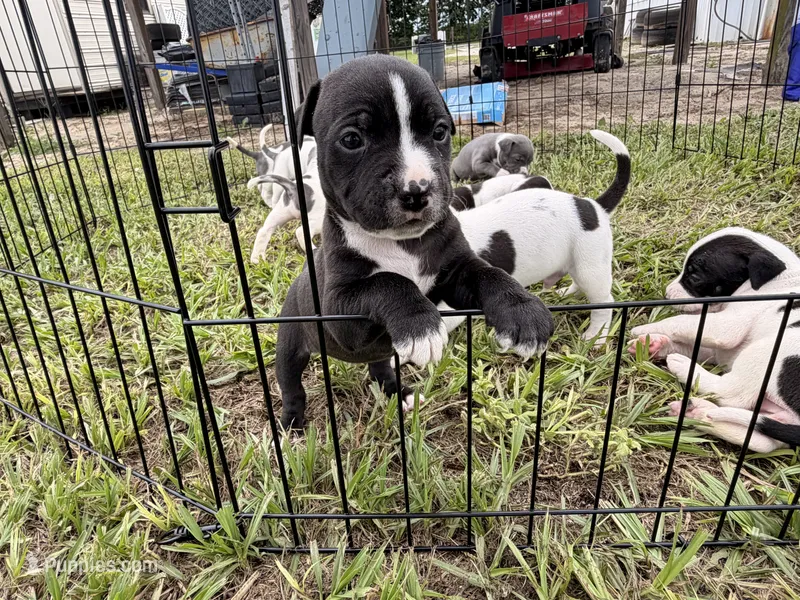 Girl 6  – American Pit Bull Terrier puppy for sale in Haines City, FL