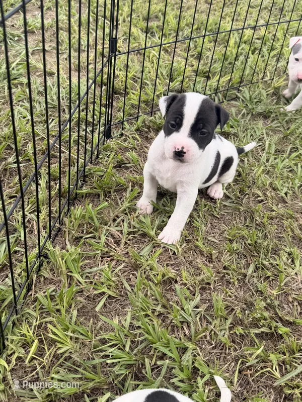 Girl 1 – American Pit Bull Terrier puppy for sale in Haines City, FL