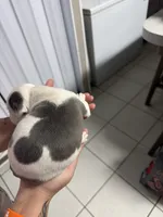 Girl 3 , a female American Pit Bull Terrier for sale in Haines City, FL – 3 of 3