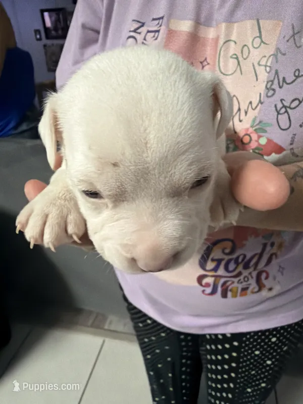 Girl 4  – American Pit Bull Terrier puppy for sale in Haines City, FL