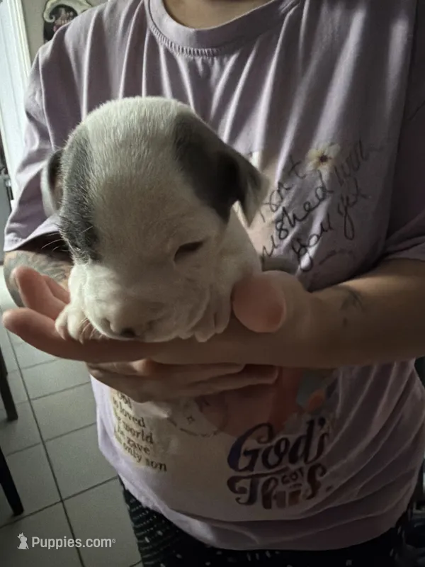 Girl 3  – American Pit Bull Terrier puppy for sale in Haines City, FL