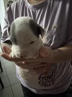 Girl 3 , a female American Pit Bull Terrier for sale in Haines City, FL – 1 of 3