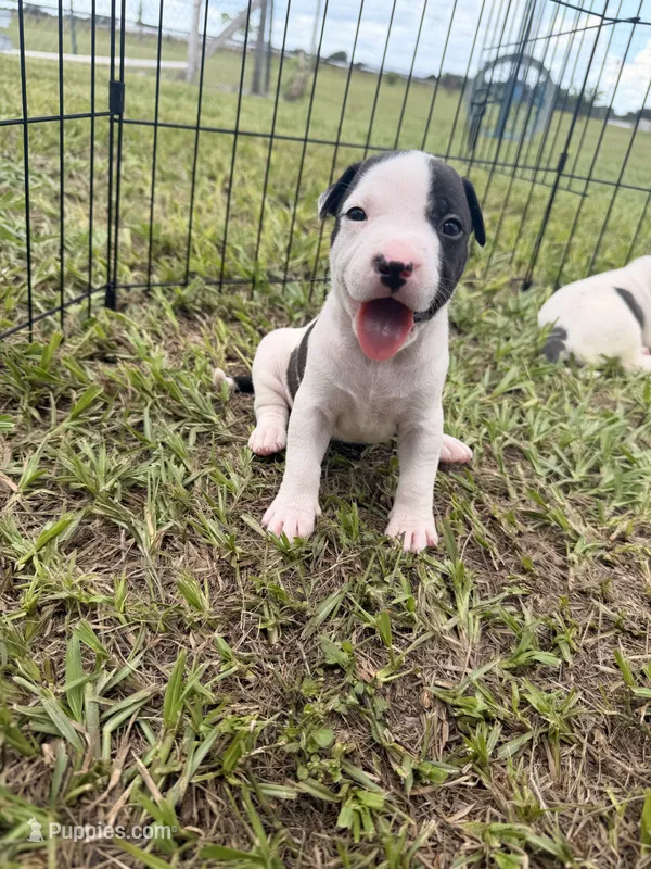Girl 2  – American Pit Bull Terrier puppy for sale in Haines City, FL