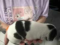 Girl 2 , a female American Pit Bull Terrier for sale in Haines City, FL – 2 of 2