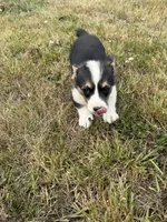 Dakota , a female Pembroke Welsh Corgi for sale in Aberdeen, WA – 6 of 8
