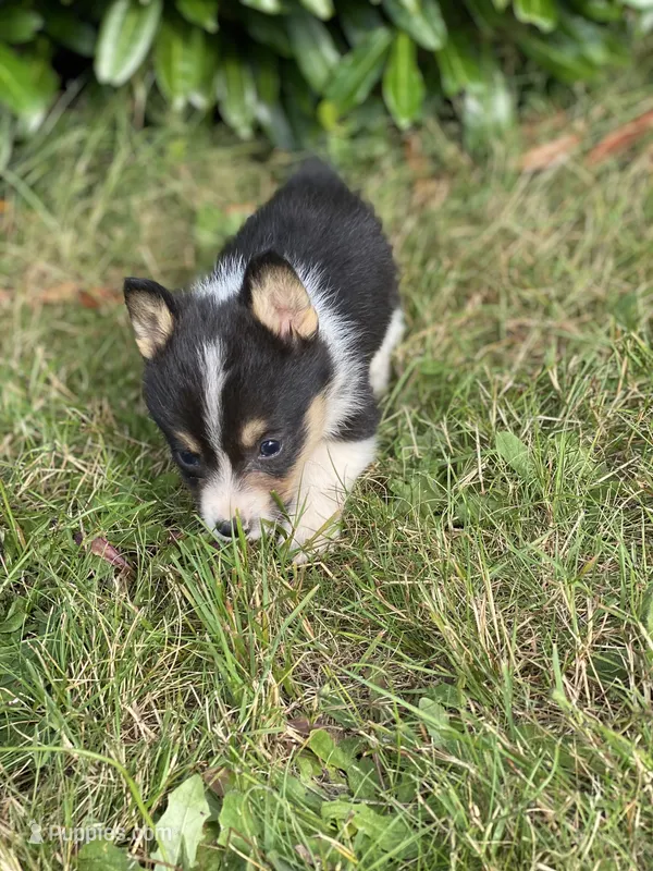 Everest – Pembroke Welsh Corgi puppy for sale in Aberdeen, WA