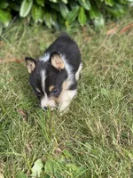 Everest, a male Pembroke Welsh Corgi for sale in Aberdeen, WA – 1 of 4