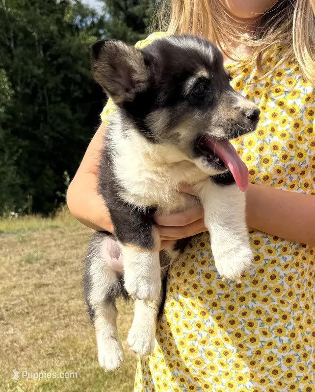 Wrangler – Pembroke Welsh Corgi puppy for sale in Aberdeen, WA