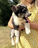 Wrangler, a male Pembroke Welsh Corgi for sale in Aberdeen, WA – 1 of 4