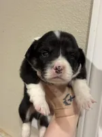 Thumper blue boy , a male Pembroke Welsh Corgi for sale in Aberdeen, WA – 2 of 2