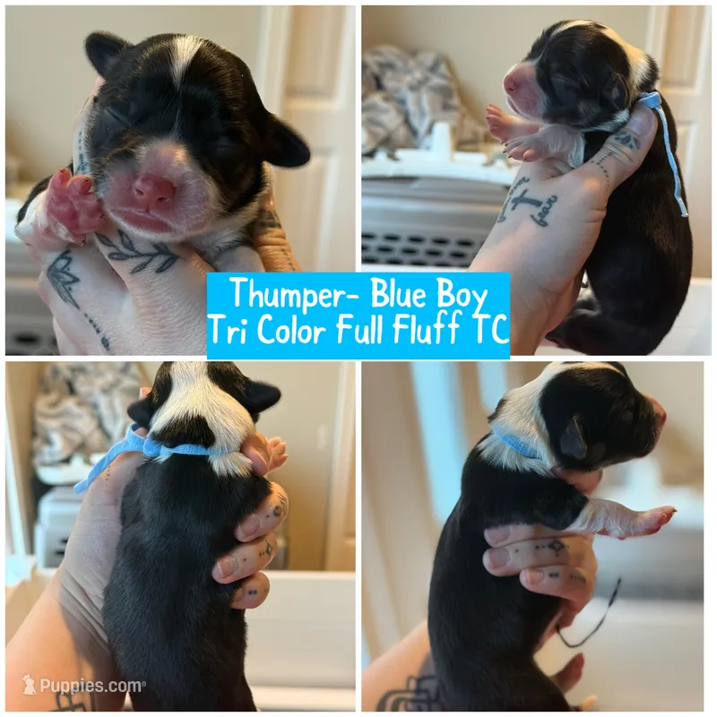Thumper blue boy  – Pembroke Welsh Corgi puppy for sale in Aberdeen, WA