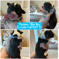 Thumper blue boy , a male Pembroke Welsh Corgi for sale in Aberdeen, WA – 1 of 2