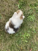 Zion , a male Pembroke Welsh Corgi for sale in Aberdeen, WA – 3 of 3