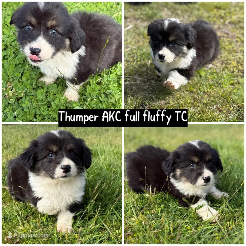 Thumper blue boy  – Pembroke Welsh Corgi puppy for sale in Aberdeen, WA