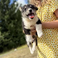 Wrangler, a male Pembroke Welsh Corgi for sale in Aberdeen, WA – 3 of 4
