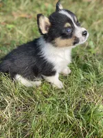 Everest, a male Pembroke Welsh Corgi for sale in Aberdeen, WA – 3 of 4