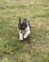 Remi , a female Pembroke Welsh Corgi for sale in Aberdeen, WA – 2 of 4